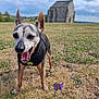 dog, small_dog, harness, grass, flower, purple_flower, outdoor, field, building, stone_building, sky, clouds, animal, pet, nature, daytime, happy_dog, close_up, ears, tongue