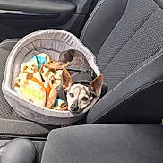 Yuna participe au concours pour gagner de l'argent avec cette photo : dog, pet_bed, blanket, car_seat, small_dog, relaxed, sleepy, interior, car, seatbelt, fabric, cozy, animal, canine, resting, companion, transport, travel, modern, comfort
