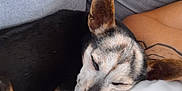 Yuna participe au concours pour gagner de l'argent avec cette photo : dog, sleeping, resting, couch, human_arm, tattoo, indoor, pet, black_fur, white_fur, close_up, relaxation, comfort, domestic_animal, companion, nap, furniture, household, casual, calm