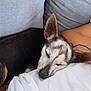 dog, sleeping, resting, couch, human_arm, tattoo, indoor, pet, black_fur, white_fur, close_up, relaxation, comfort, domestic_animal, companion, nap, furniture, household, casual, calm