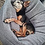 Yuna a rejoint le concours — aidez-le/la à gagner de superbes lots ! dog, sleeping, bean_bag, gray, cozy, pet, indoor, fur, resting, small_dog, paw, snug, relaxed, canine, cute, animal, household, comfort, napping, black_and_tan