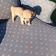 Grace joined the competition — help win amazing prizes! puppy, dog, small_dog, armchair, floral_pattern, fabric, shadow, outdoor, grass, sunlight, cute, pet, animal, sitting, brown, beige, fur, canine, tiny, young