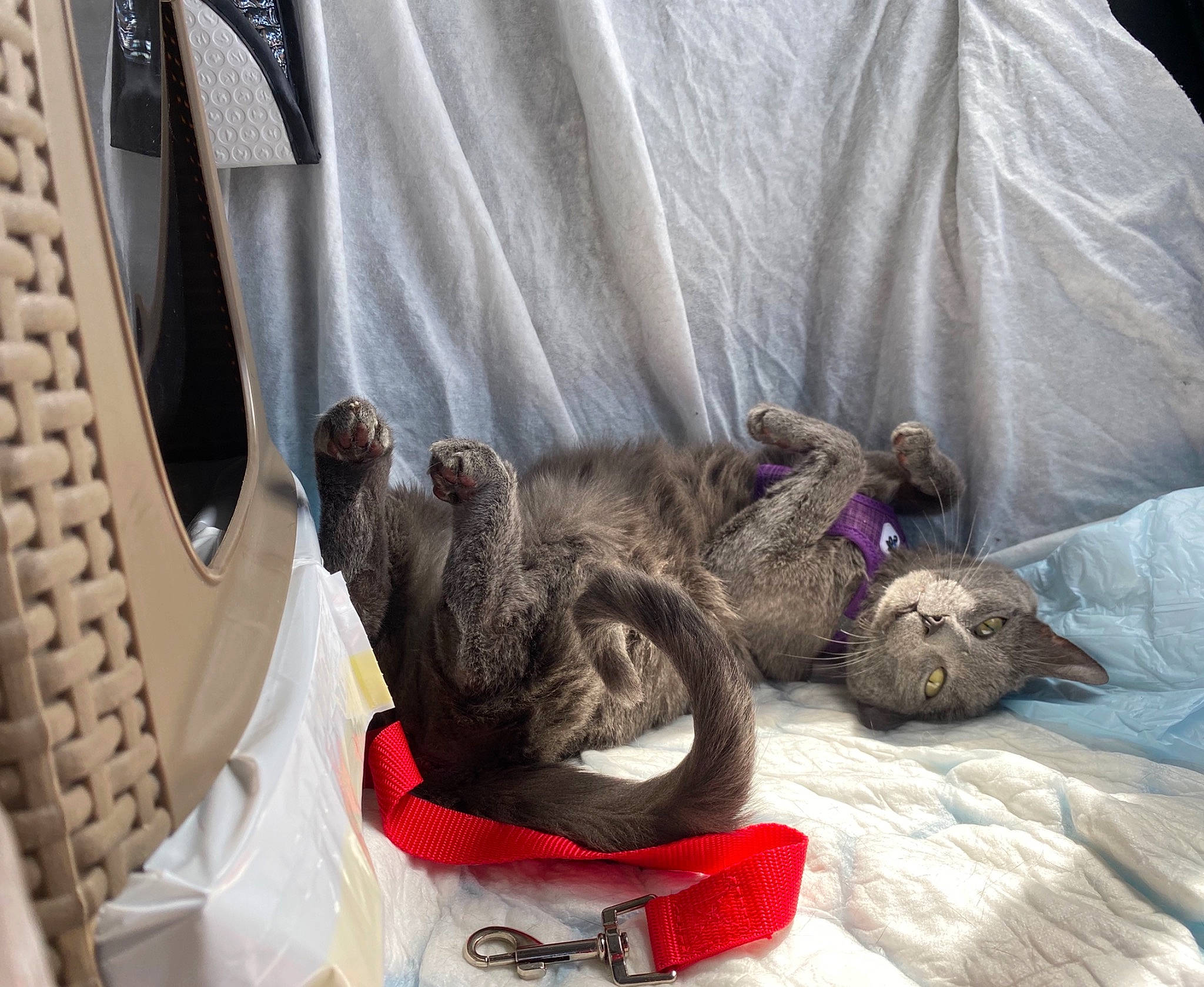 Maia a rejoint le concours — aidez-le/la à gagner de superbes lots ! bag, carnivore, cat, comfort, companion_dog, dog_bed, dog_breed, domestic_short_haired_cat, felidae, fur, grey, linens, mammal, mustelidae, pet_supply, small_to_medium_sized_cats, tail, textile, vertebrate, whiskers