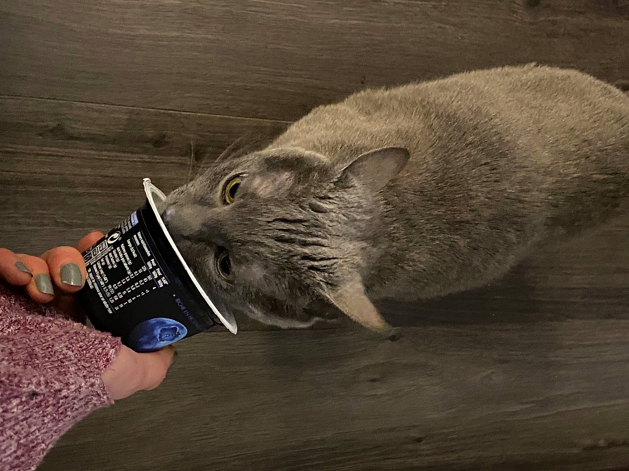 Maia participe au concours pour gagner de l'argent avec cette photo : cat, domestic_short_haired_cat, fashion_accessory, felidae, fish, flooring, fur, grey, nap, personal_protective_equipment, seal, small_to_medium_sized_cats, snout, tail, whiskers, wood, wrinkle