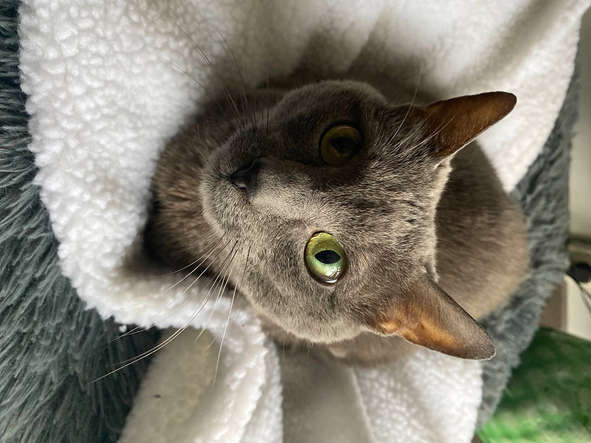 Maia participe au concours pour gagner de l'argent avec cette photo : carnivore, cat, chartreux, close_up, domestic_short_haired_cat, ear, eye, felidae, fur, grass, grey, plant, russian_blue, small_to_medium_sized_cats, snout, terrestrial_animal, whiskers