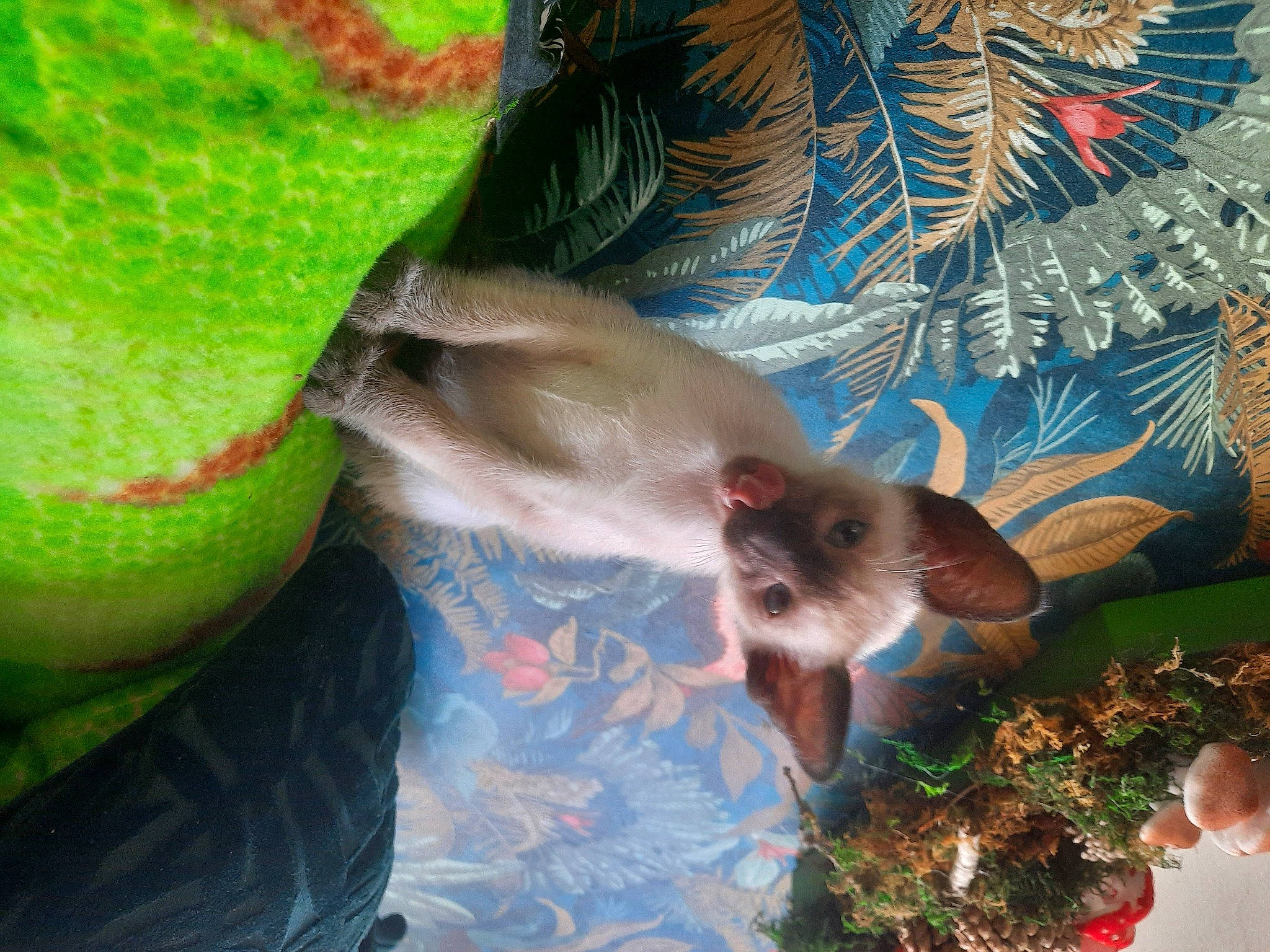 Sakura joined the competition — help win amazing prizes! canidae, carnivore, cat, comfort, companion_dog, dog_breed, domestic_short_haired_cat, fawn, felidae, fur, grass, nap, paw, plant, small_to_medium_sized_cats, sporting_group, tail, tree, whiskers, wildlife