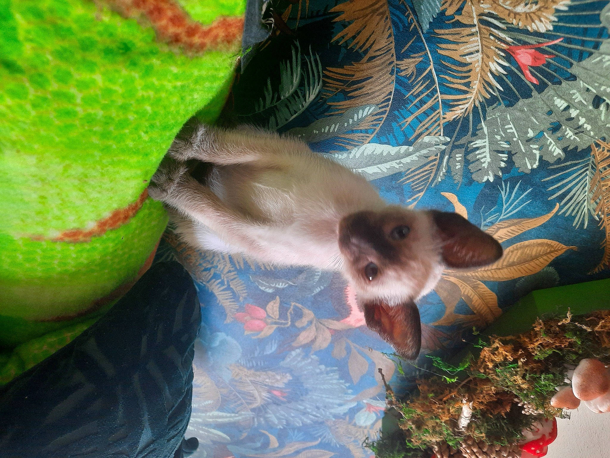 Sakura is registered to the contest to win money with this photo: canidae, carnivore, cat, comfort, dog_breed, event, fawn, felidae, fur, grass, liver, siamese, small_to_medium_sized_cats, sporting_group, tail, whiskers, wildlife, working_animal