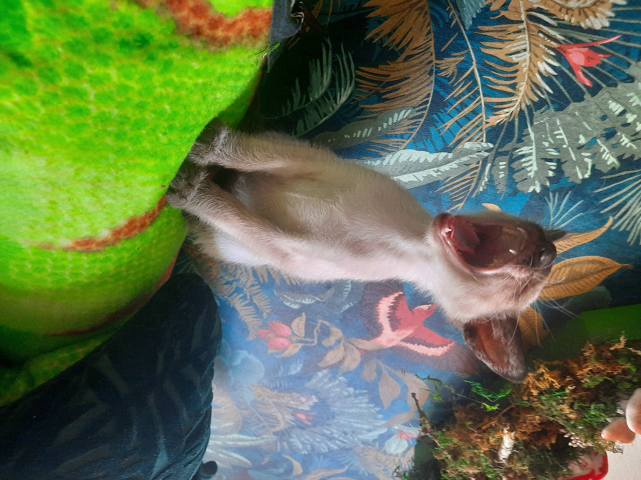 Sakura is registered to the contest to win money with this photo: carnivore, dog_breed, fawn, felidae, fin, fish, grass, small_to_medium_sized_cats, sporting_group, tail, whiskers