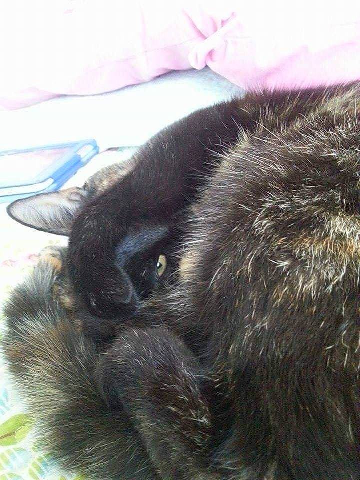 Khaleesi is registered to the contest to win money with this photo: carnivore, cat, claw, comfort, dog_breed, felidae, fur, grass, nap, natural_material, paw, primate, small_to_medium_sized_cats, snout, sporting_group, tail, terrestrial_animal, whiskers