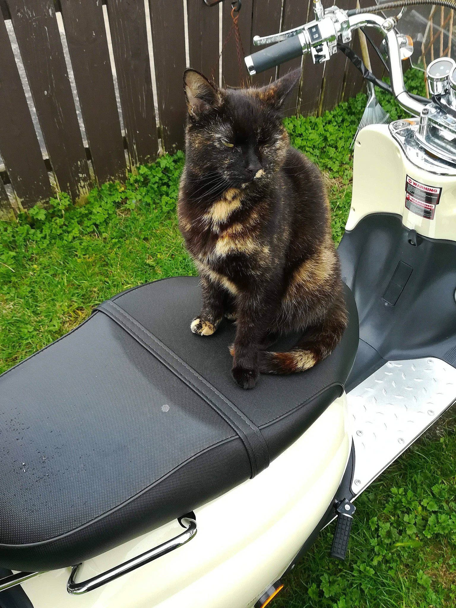 Khaleesi joined the competition — help win amazing prizes! auto_part, automotive_exterior, automotive_tire, bag, baggage, carnivore, collar, companion_dog, dog_breed, felidae, fence, grass, home_fencing, motor_vehicle, small_to_medium_sized_cats, sporting_group, tail, vehicle, windshield, yard