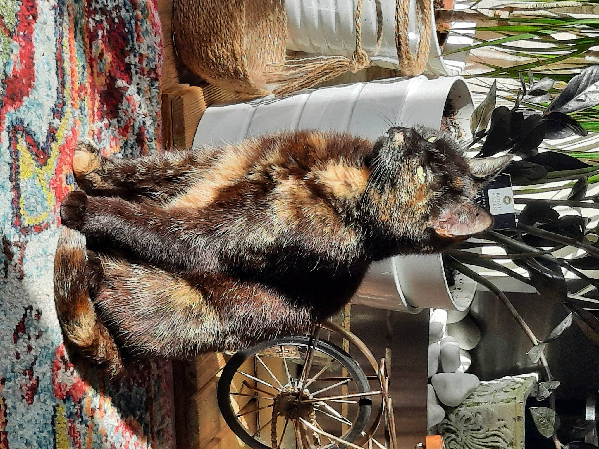 Khaleesi is registered to the contest to win money with this photo: art, canidae, carnivore, claw, domestic_short_haired_cat, felidae, fur, metal, pattern, plant, sitting, small_to_medium_sized_cats, tail, terrestrial_animal, tire, wheel, whiskers, wildlife, window, wood