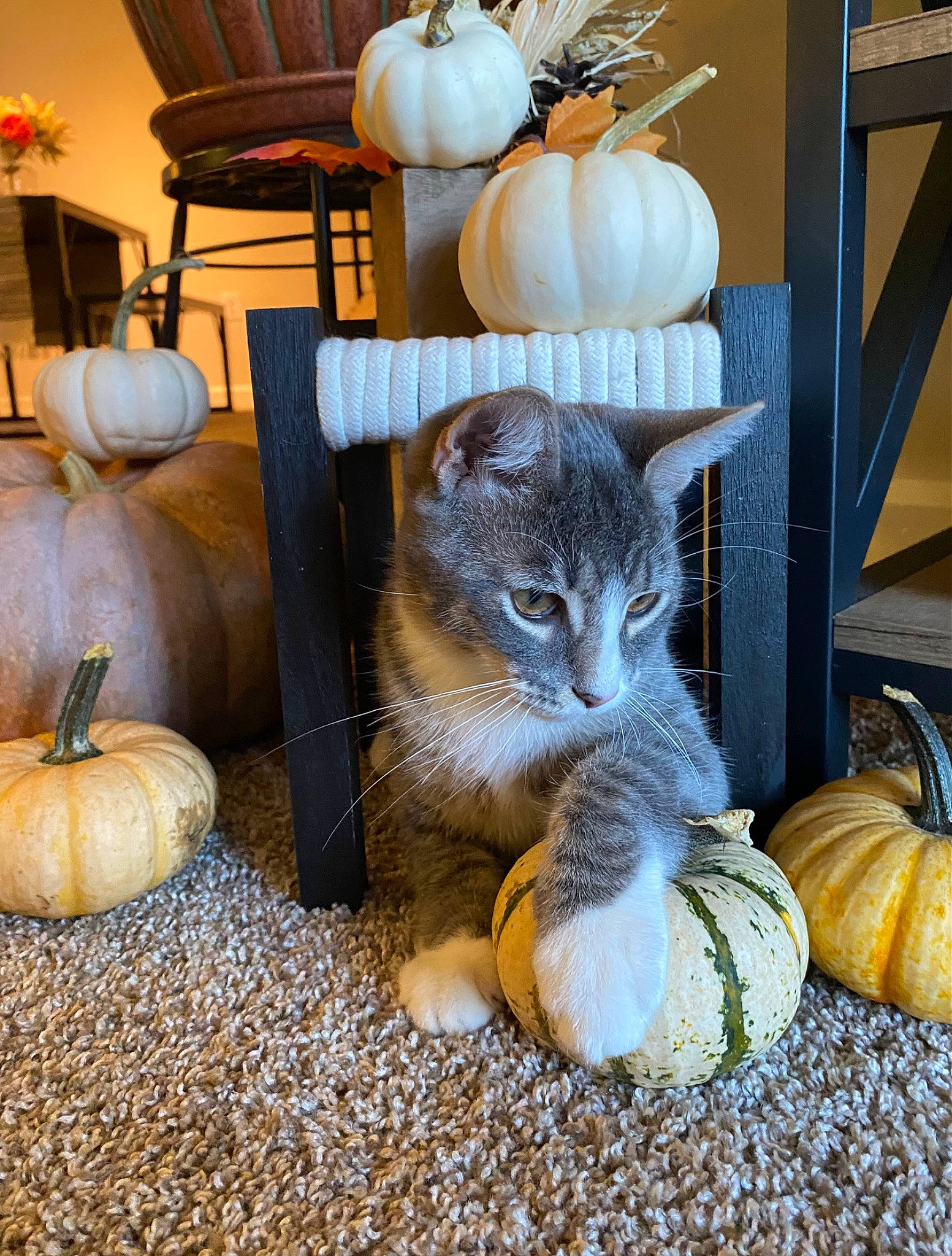 Romeo is registered to the contest to win money with this photo: calabaza, carnivore, cat, comfort, cucurbita, felidae, gourd, grey, lamp, living_room, orange, plant, pumpkin, small_to_medium_sized_cats, table, textile, whiskers, window, winter_squash, wood