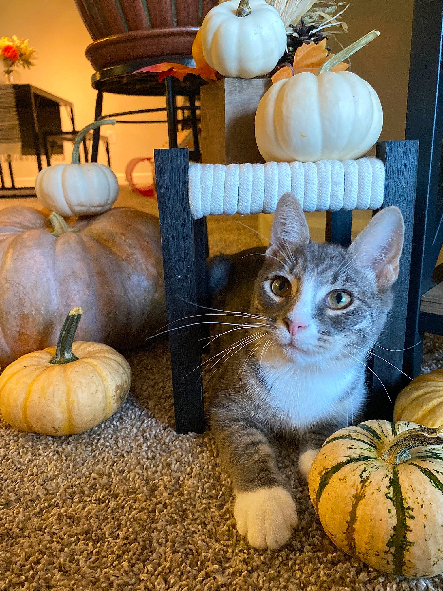 Romeo joined the competition — help win amazing prizes! calabaza, carnivore, cat, couch, cucurbita, door, fawn, felidae, gourd, lamp, natural_foods, orange, pumpkin, small_to_medium_sized_cats, squash, vegetable, whiskers, window, winter_squash, wood