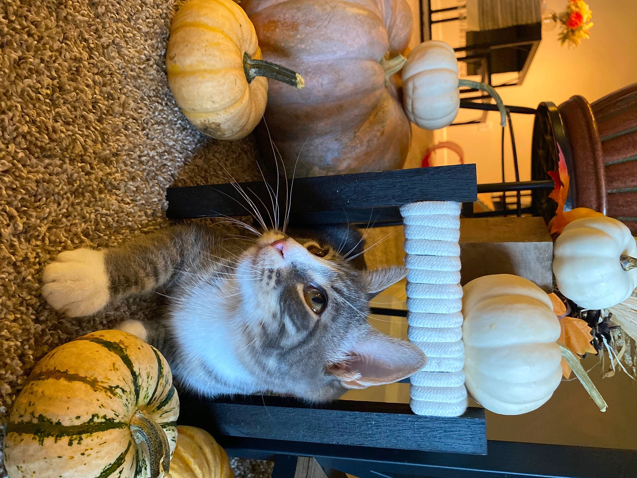 Romeo joined the competition — help win amazing prizes! art, calabaza, companion_dog, cucurbita, desk, domestic_short_haired_cat, fawn, felidae, fur, gourd, houseplant, machine, paw, room, small_to_medium_sized_cats, table, thread, whiskers, winter_squash, wood