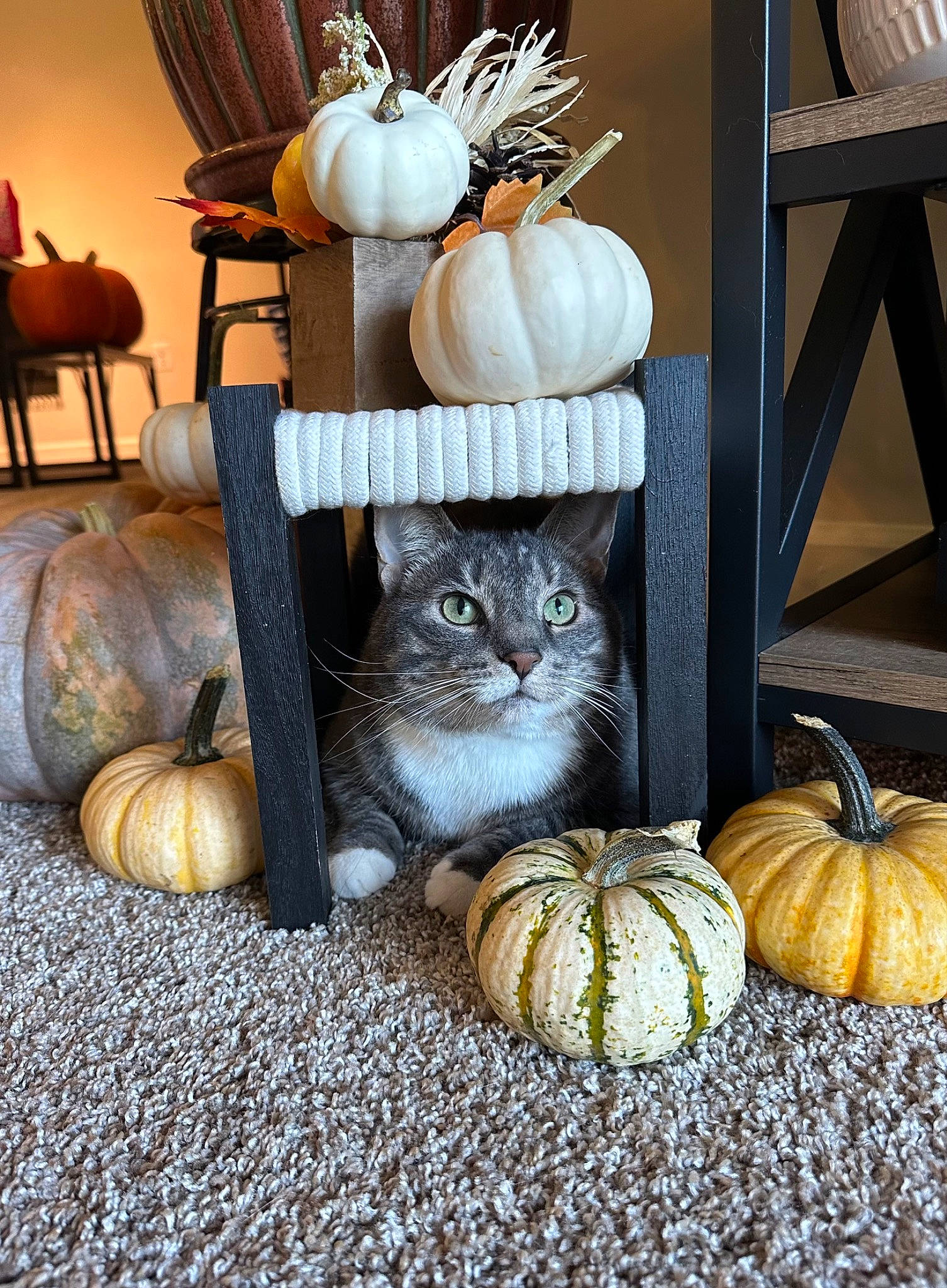 Monkey is registered to the contest to win money with this photo: calabaza, carnivore, cat, chair, couch, cucurbita, felidae, gourd, grey, lighting, orange, plant, pumpkin, small_to_medium_sized_cats, table, toy, whiskers, window, winter_squash, wood