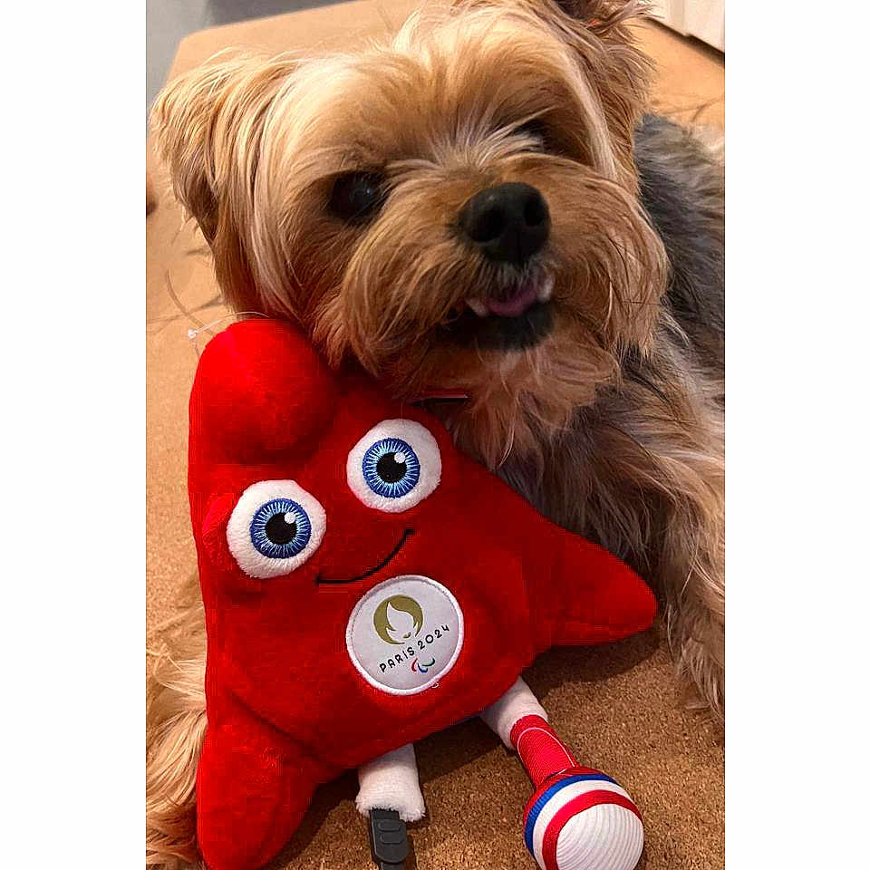 Chloé participe au concours pour gagner de l'argent avec cette photo : affenpinscher, animal, ball, canine, dog, football, indoors, interiordesign, person, pet, plush, puppy, soccer, soccerball, sport, symbol, terrier, toy, walkingdog, whitedog