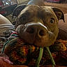 dog, toy, rope_toy, close_up, indoor, pet, brown_dog, curious_eyes, snout, ears, furniture, blanket, carpet, warm_lighting, cozy, nose, animal, playful, looking_at_camera, home
