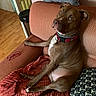 Tekno a rejoint le concours — aidez-le/la à gagner de superbes lots ! dog, brown_dog, collar, couch, orange_couch, blanket, pillow, red_glasses, wooden_floor, door, indoor, pet, resting, curious, seated, living_room, furniture, cozy, domestic, animal