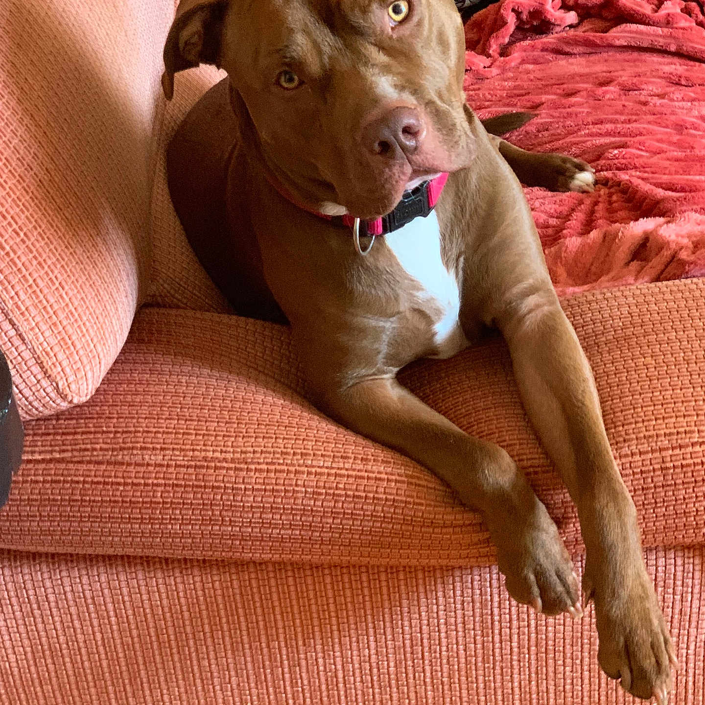 Tekno a rejoint le concours — aidez-le/la à gagner de superbes lots ! dog, brown_dog, couch, orange_couch, blanket, red_blanket, pillow, patterned_pillow, indoor, pet, relaxed, laying_down, front_paws, crossed_paws, curious, head_tilt, furniture, home, cozy, domestic