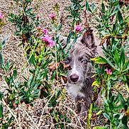 Bonnie participe au concours pour gagner de l'argent avec cette photo : dog, puppy, animal, fluffy, brown_fur, white_fur, blue_eyes, face, portrait, outdoors, garden, wildflowers, pink_flowers, plants, foliage, nature, grass, field, standing, curious