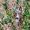 dog, puppy, animal, fluffy, brown_fur, white_fur, blue_eyes, face, portrait, outdoors, garden, wildflowers, pink_flowers, plants, foliage, nature, grass, field, standing, curious