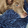 Bonnie participe au concours pour gagner de l'argent avec cette photo : dog, puppy, canine, fluffy, long_eared, blue_eye, brown_fur, white_muzzle, pink_nose, close_up, portrait, snuggling, sleeping, blanket, blue_blanket, cozy, indoors, pet, animal, photography