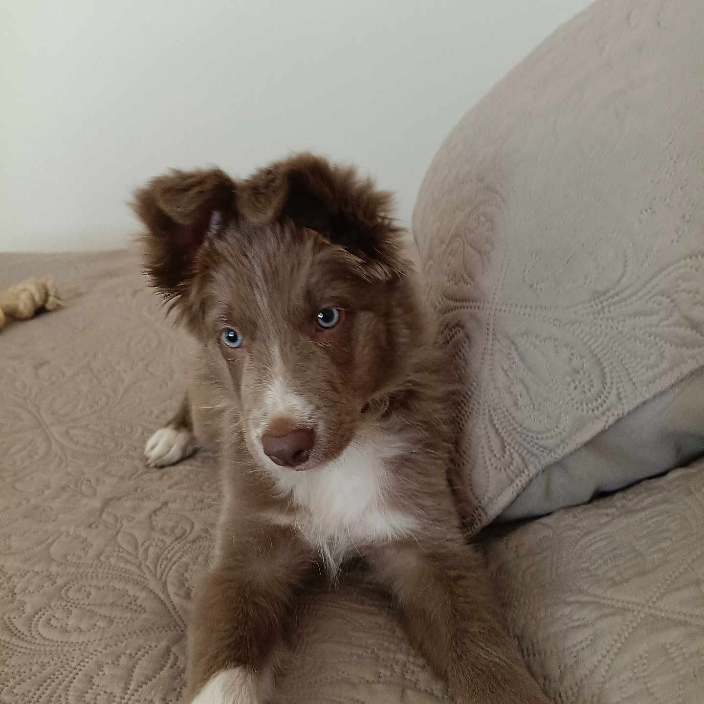 Bonnie participe au concours pour gagner de l'argent avec cette photo : puppy, dog, brown_fur, white_fur, floppy_ears, blue_eyes, white_chest, white_paws, lying_down, bed, bedspread, pillow, bedroom, indoor, pet, portrait, cute, fluffy, patterned_fabric, toy