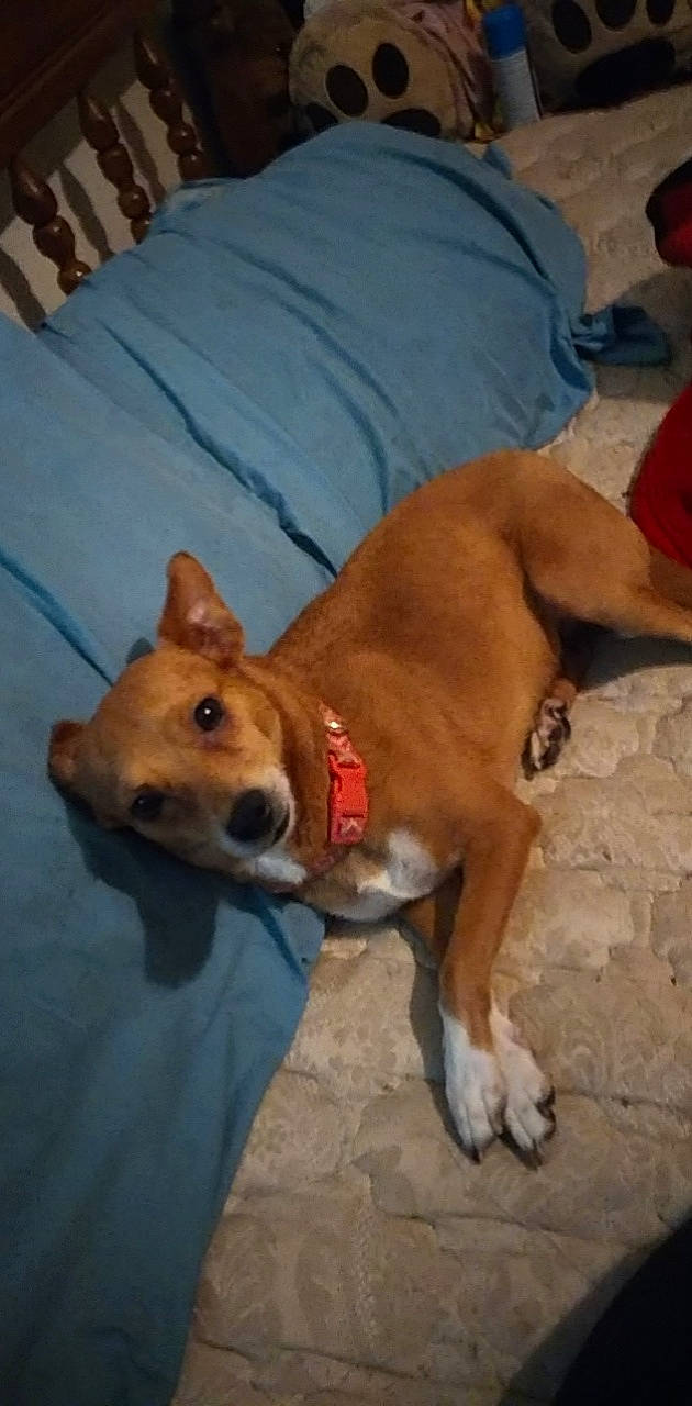 Daisy is registered to the contest to win money with this photo: ancient_dog_breeds, canidae, carnivore, comfort, companion_dog, dog, dog_breed, fawn, mammal, non_sporting_group, sporting_group, tail, terrestrial_animal, whiskers, working_animal