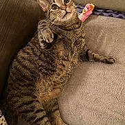 Thea joined the competition — help win amazing prizes! animal, blanket, cat, couch, cozy, curious, cute, domestic_animal, feline, fur, indoor, paw, pet, relaxed, resting, soft, striped, tabby, whiskers, wide_eyes