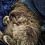 animal, blanket, cat, companion, cozy, curled_up, cute, domestic_animal, feline, fluffy, fur, gray_fur, indoor, nap, paws, pet, relaxed, resting, sleeping, soft_texture