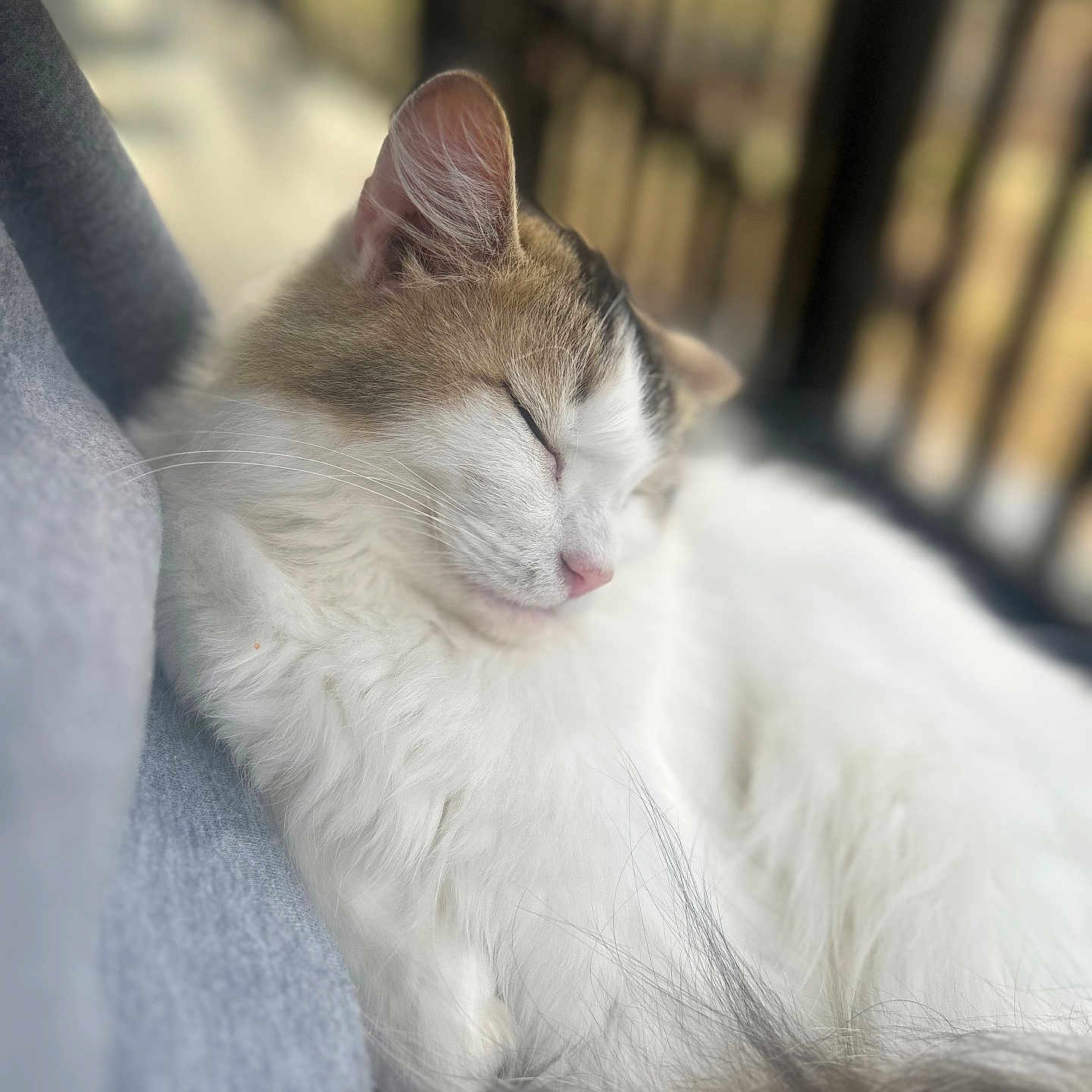 Amoco is registered to the contest to win money with this photo: abyssinian, angora, animal, architecture, balcony, blanket, building, cat, couch, furniture, house, housing, kitten, manx, person, pet, porch, railing, siamese, sleeping