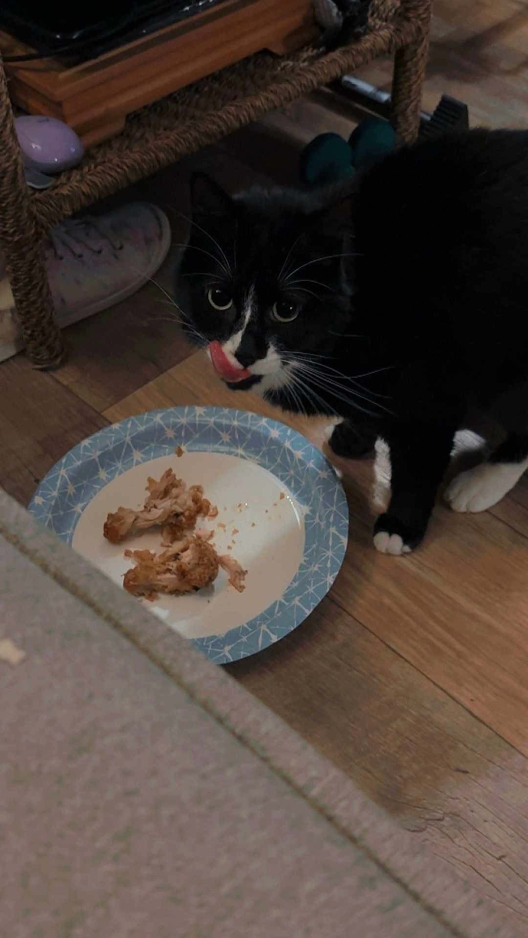 Bear joined the competition — help win amazing prizes! cat, tuxedo_cat, animal, pet, paper_plate, chicken_bones, food, wood_floor, whiskers, paw, licking, sneaker, shelf, furniture, dumbbell, indoor, close_up, black_and_white, plate, messy