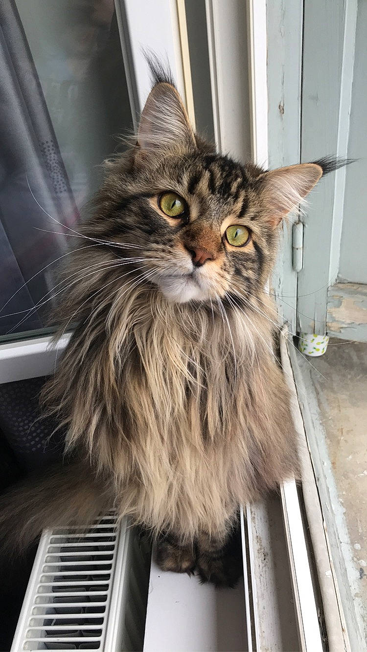 Pablo a rejoint le concours — aidez-le/la à gagner de superbes lots ! box, carnivore, cat, claw, domestic_short_haired_cat, felidae, fur, maine_coon, siberian, small_to_medium_sized_cats, snout, terrestrial_animal, whiskers