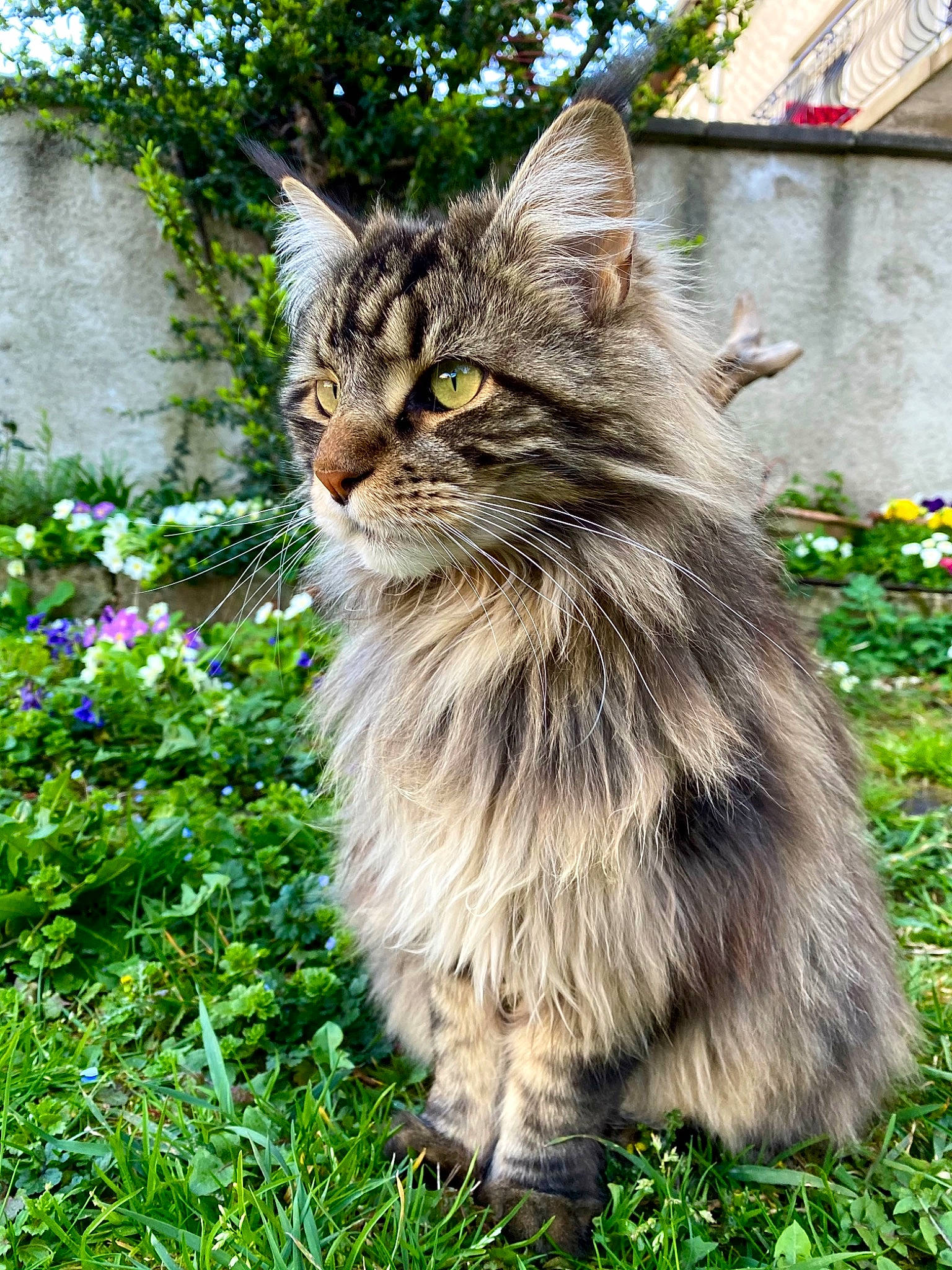 Pablo participe au concours pour gagner de l'argent avec cette photo : carnivore, cat, domestic_short_haired_cat, fawn, felidae, flower, fur, grass, groundcover, maine_coon, plant, shrub, siberian, small_to_medium_sized_cats, snout, tail, terrestrial_animal, tree, whiskers, wildlife