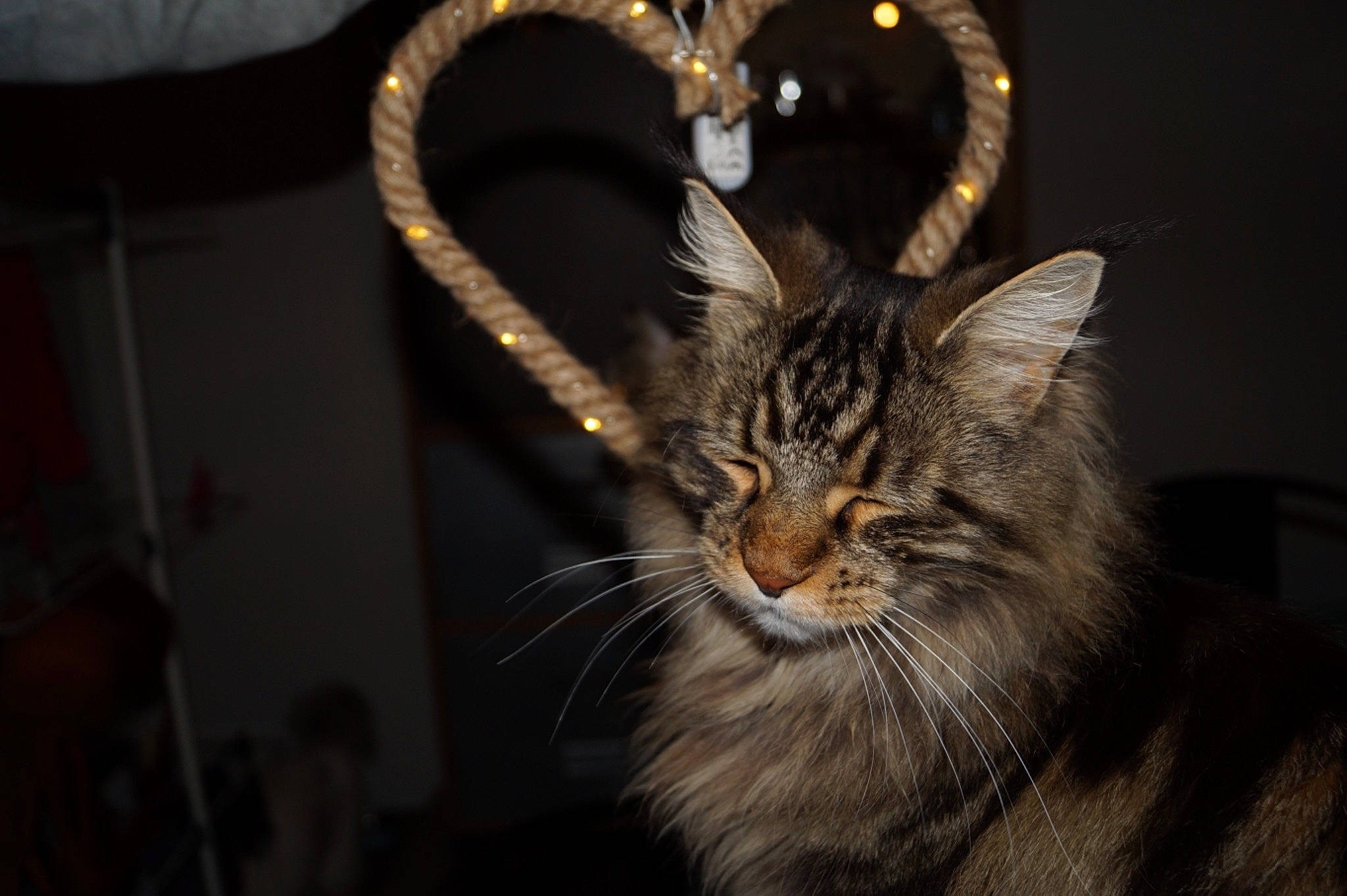 Pablo a rejoint le concours — aidez-le/la à gagner de superbes lots ! carnivore, cat, darkness, domestic_short_haired_cat, event, felidae, fur, metal, small_to_medium_sized_cats, snout, tail, terrestrial_animal, whiskers, wildlife