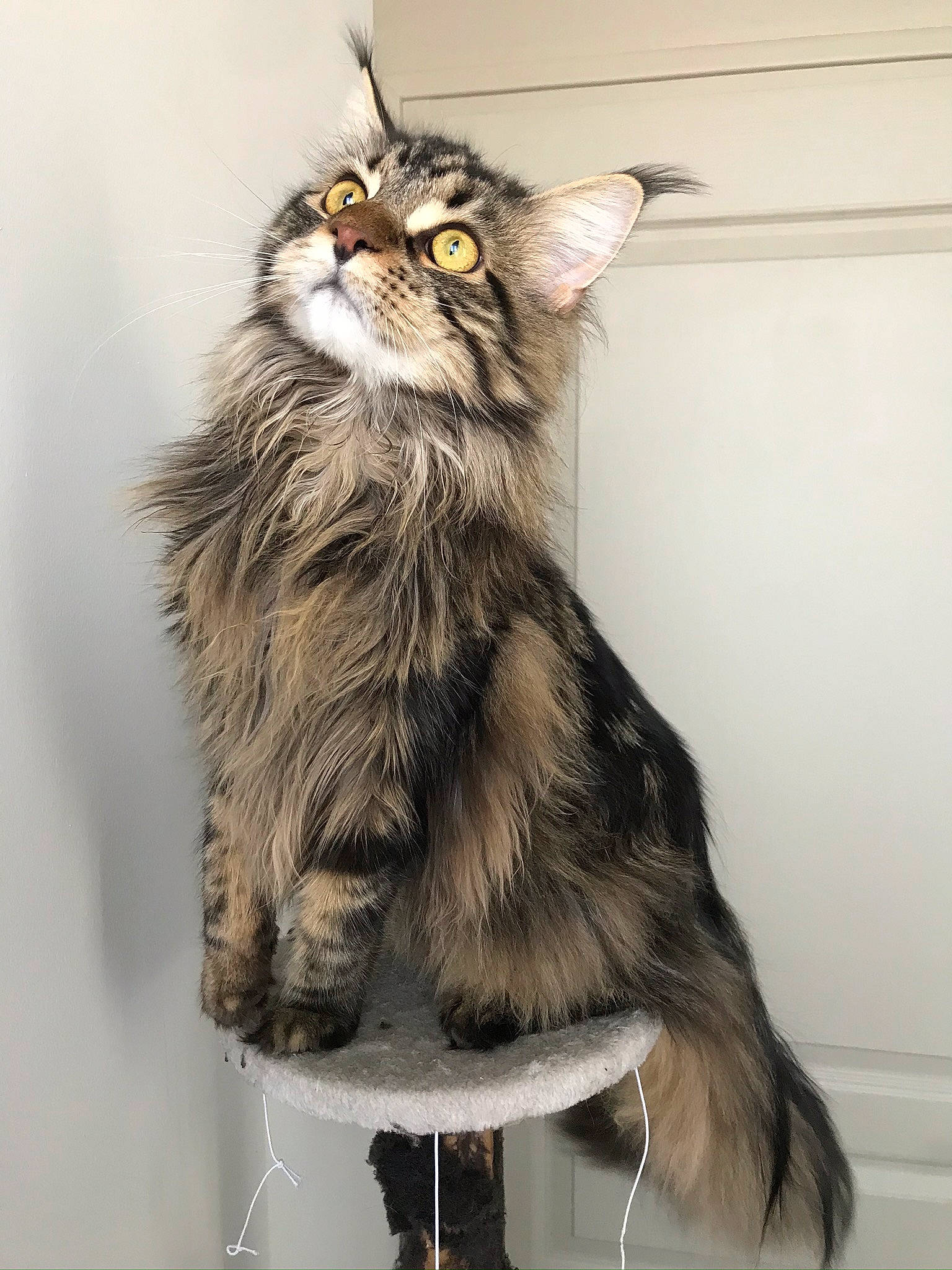 Pablo participe au concours pour gagner de l'argent avec cette photo : british_longhair, carnivore, cat, claw, domestic_short_haired_cat, felidae, fur, maine_coon, paw, small_to_medium_sized_cats, snout, tail, terrestrial_animal, whiskers