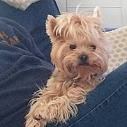 Princesse participe au concours pour gagner de l'argent avec cette photo : animal, blue_jeans, casual, comfort, companion, cozy, cute, dog, fluffy, fur, home, indoor, jeans, lap, mammal, person, pet, relaxed, resting, small_dog