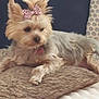 dog, small_dog, bow, pink_bow, leopard_print, blanket, couch, indoor, pet, relaxed, fur, canine, resting, cozy, home, animal, companion, cute, laying, fluffy