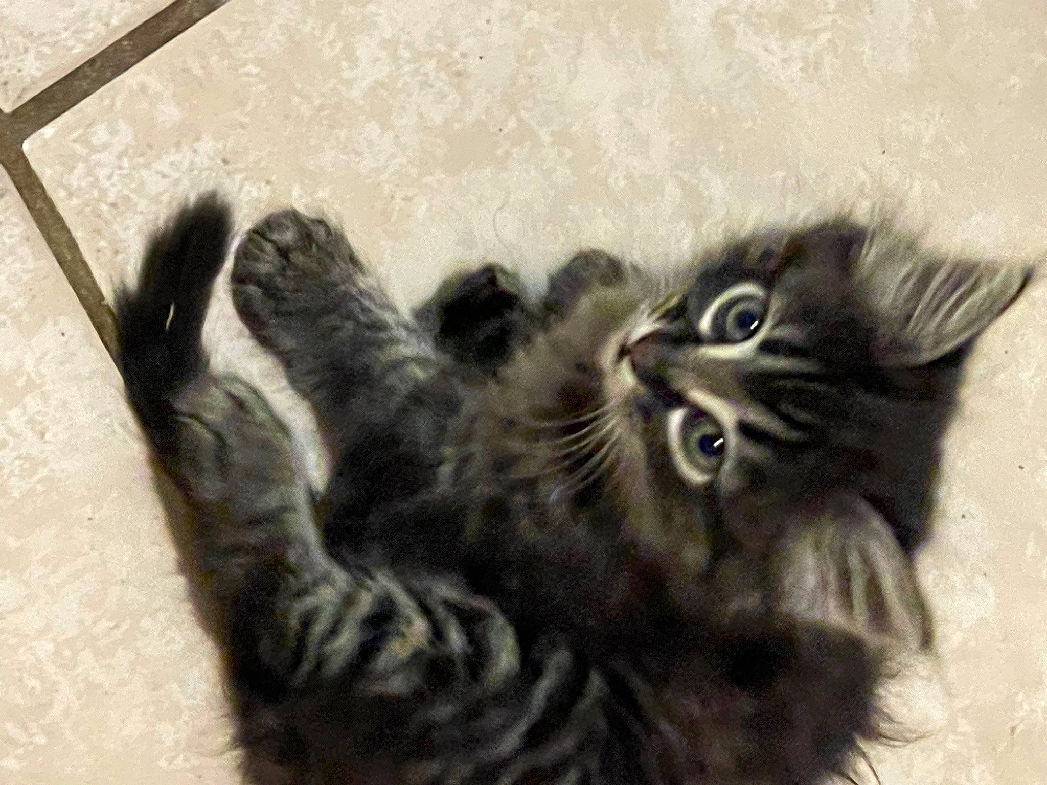 Castiel joined the competition — help win amazing prizes! black_cat, carnivore, cat, claw, comfort, domestic_short_haired_cat, felidae, fur, maine_coon, monochrome, monochrome_photography, paw, small_to_medium_sized_cats, tail, terrestrial_animal, whiskers