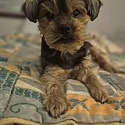 Gessy participe au concours pour gagner de l'argent avec cette photo : dog, pet, small_dog, fur, bed, quilt, indoor, cute, animal, lying_down, close_up, portrait, mammal, face, ears, paws, resting, cozy, domestic_animal, looking_at_camera