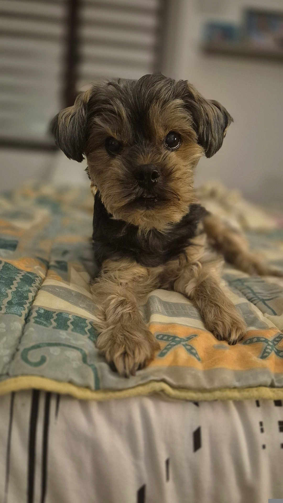 Gessy participe au concours pour gagner de l'argent avec cette photo : dog, pet, small_dog, fur, bed, quilt, indoor, cute, animal, lying_down, close_up, portrait, mammal, face, ears, paws, resting, cozy, domestic_animal, looking_at_camera