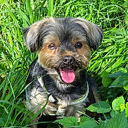 Gessy a rejoint le concours — aidez-le/la à gagner de superbes lots ! animal, canine, close_up, cute, daylight, dog, fur, grass, greenery, happy, harness, leaves, nature, outdoor, pet, sitting, small_dog, smiling, sunlight, tongue_out
