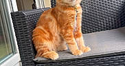 Alma a rejoint le concours — aidez-le/la à gagner de superbes lots ! cat, kitten, orange_tabby, pet, feline, chair, outdoor_furniture, cushion, patio, window, door, greenery, curious, sitting, ears, fur, animal, domestic_animal, young, cute
