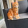 cat, kitten, orange_tabby, pet, feline, chair, outdoor_furniture, cushion, patio, window, door, greenery, curious, sitting, ears, fur, animal, domestic_animal, young, cute