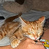 kitten, orange_tabby, cat, hand, tattoo, pink_nails, plush_toy, bed, blanket, television, indoor, sleeping, cute, pet, cozy, claw, resting, feline, animal, colorful_clothing