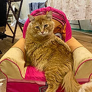 Bubba is registered to the contest to win money with this photo: animal, board_game, books, cat, chair, childrens_furniture, curtain, cute, domestic_animal, feline, fluffy, home, indoor, looking_at_camera, mammal, orange_cat, pet, relaxed, table, wooden_floor