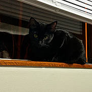 Rogue is registered to the contest to win money with this photo: animal, black_cat, blinds, cat, cozy, domestic_cat, feline, house, indoor, looking, pet, quiet, reflection, resting, shadow, still_life, window, window_sill, wood, yellow_eyes
