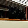 animal, black_cat, blinds, cat, cozy, domestic_cat, feline, house, indoor, looking, pet, quiet, reflection, resting, shadow, still_life, window, window_sill, wood, yellow_eyes