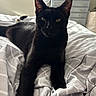 Rogue is registered to the contest to win money with this photo: animal, bed, bedding, black_cat, blanket, cat, dresser, ears, fan, fur, furniture, home, indoor, paw, pet, relaxed, resting, sleepy, whiskers, window
