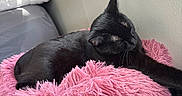 Rogue is registered to the contest to win money with this photo: animal, black_cat, cat, comfortable, cozy, cute, domestic_animal, fluffy_cushion, fur, furniture, home, indoor, pet, pink_cushion, relaxing, resting, sleeping, sunlight, window, wooden_surface